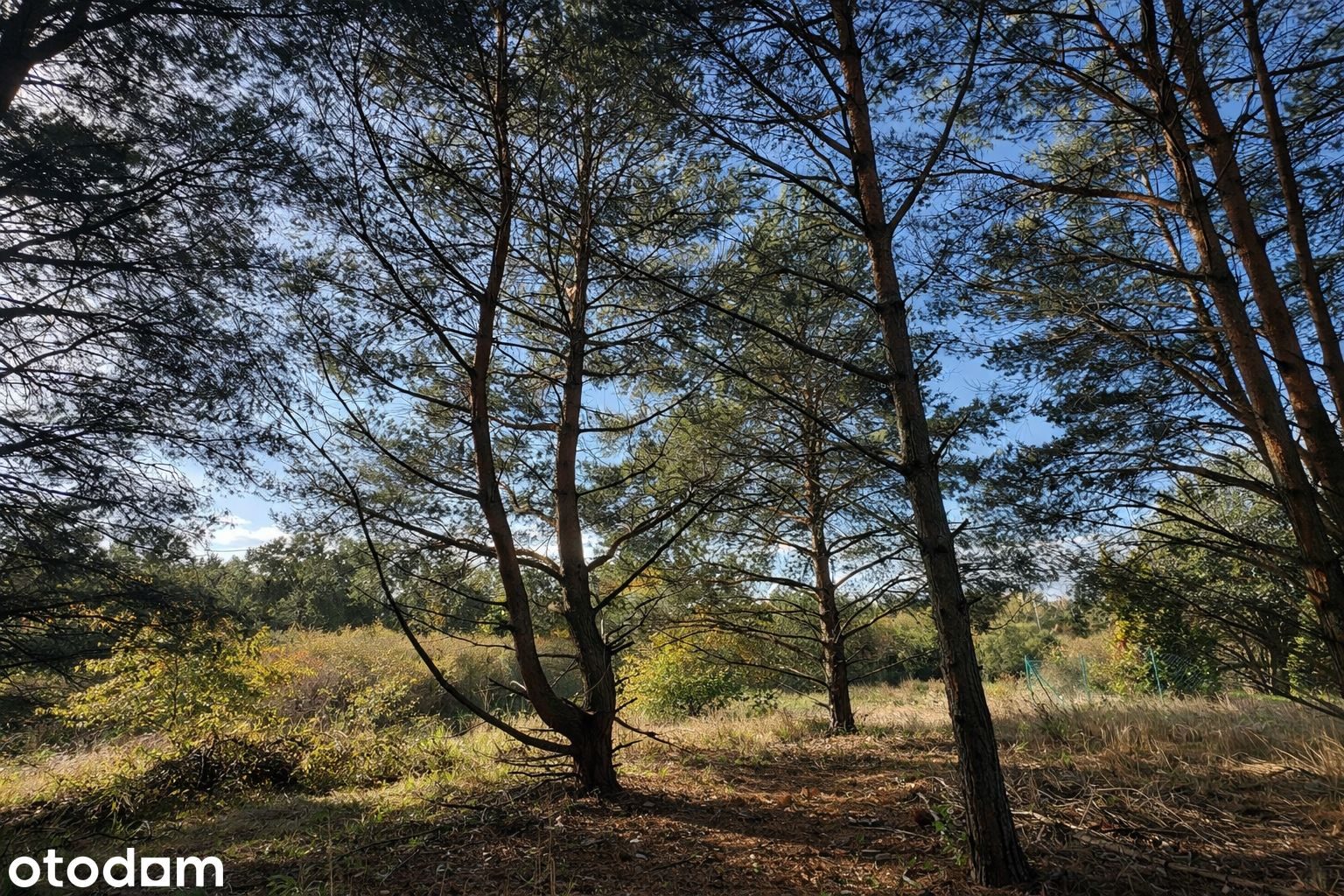 Działki w Łochowicach przy Natura 2000 – cisza i przestrzeń – zdjęcie 1
